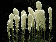 Bear Grass Group, Xerophyllum tenax